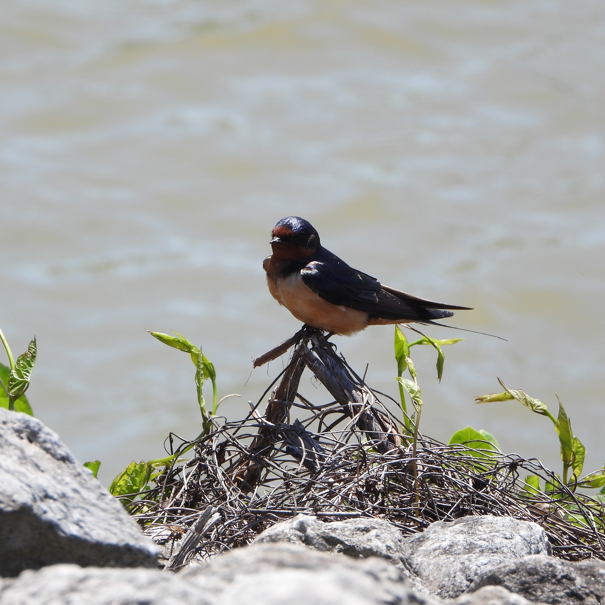 Barn Swallow - Cathy Hagstrom