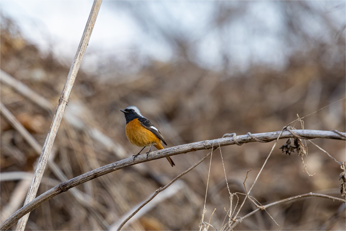 Daurian Redstart - 대준 유