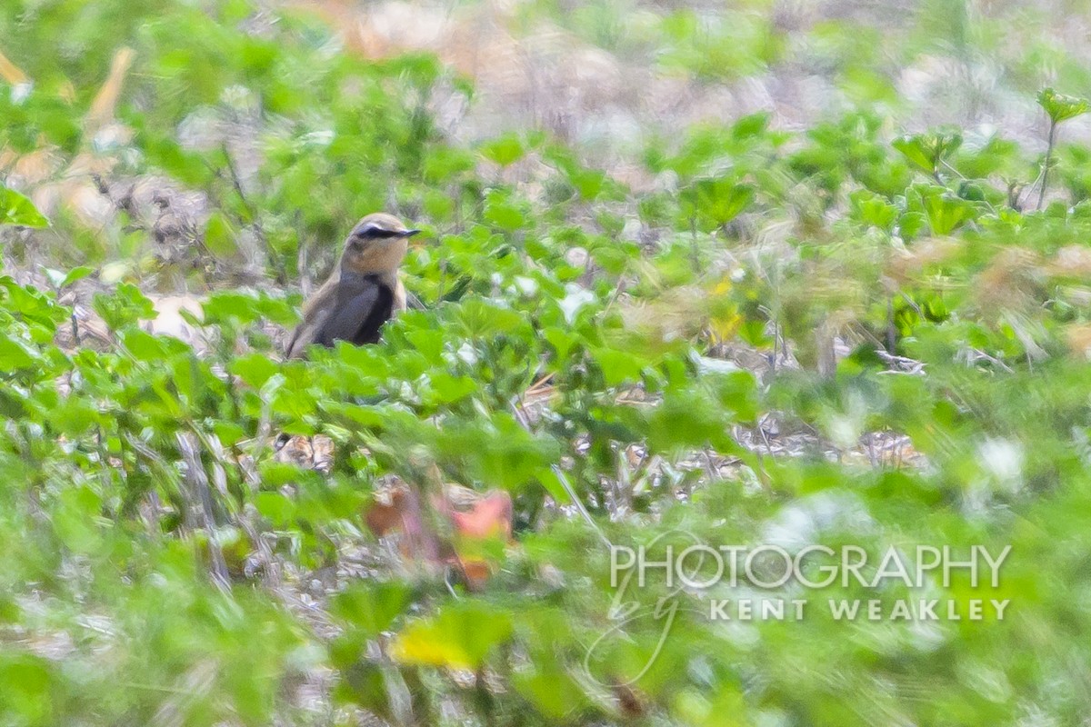 Northern Wheatear - Kent Weakley