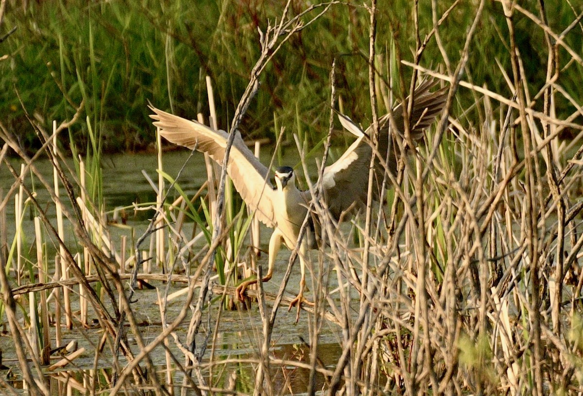 Black-crowned Night Heron - ML619076079