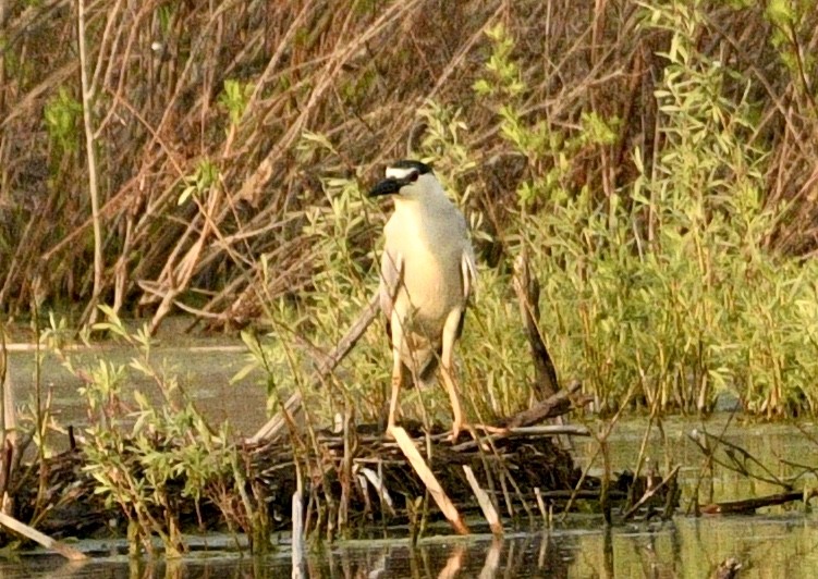 Black-crowned Night Heron - ML619076080