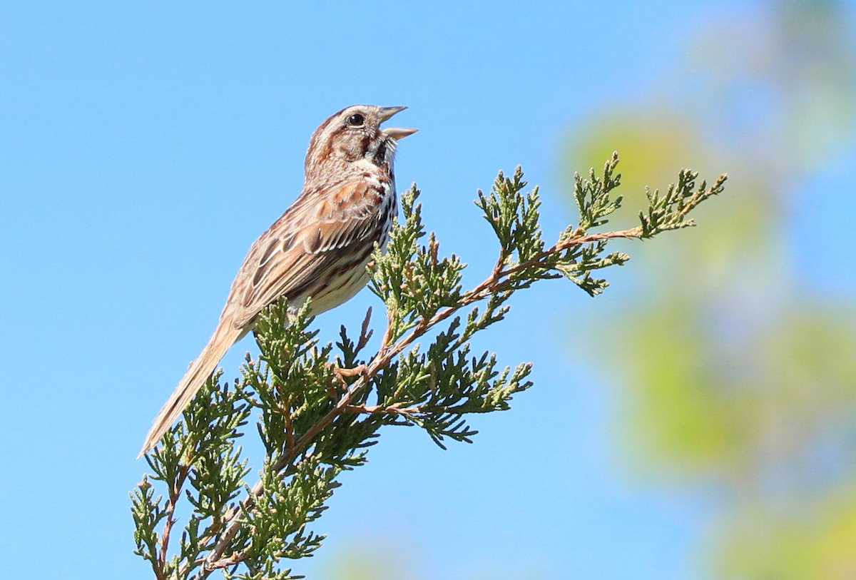 Song Sparrow - Grace Green