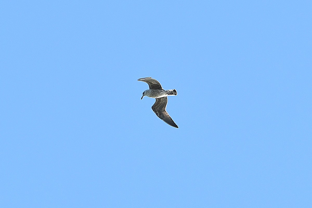 Lesser Black-backed Gull - Ari Weiss