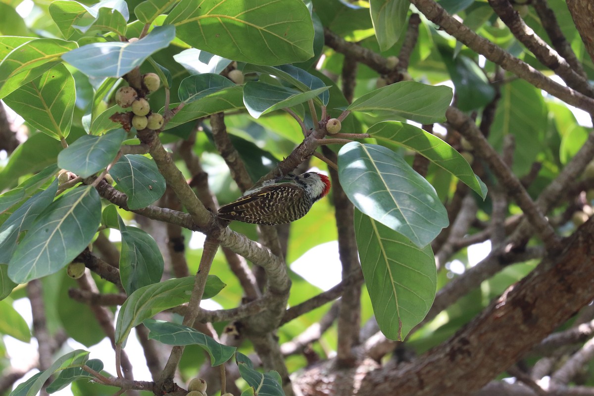 Golden-tailed Woodpecker (Golden-tailed) - ML619076135