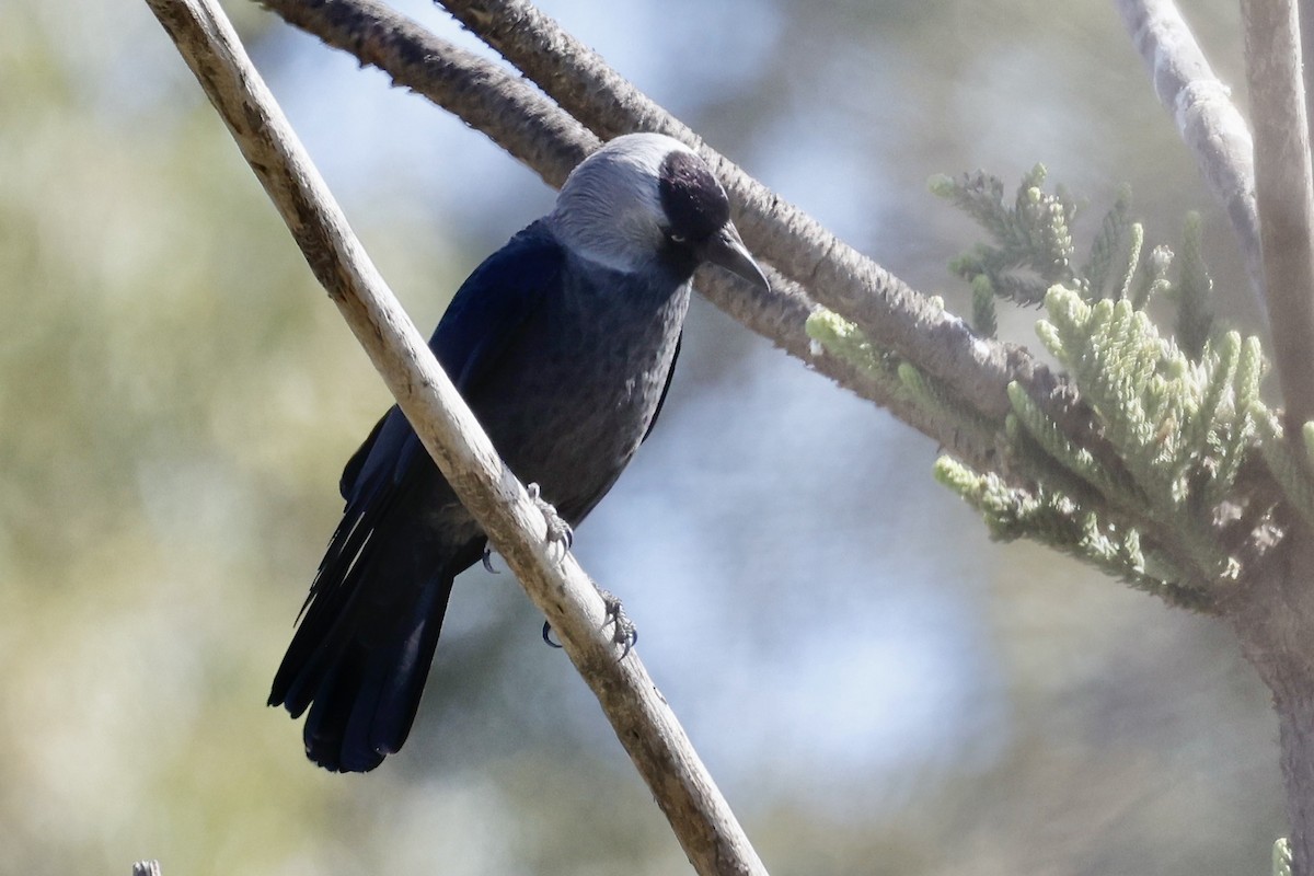 Eurasian Jackdaw - Lorna Aynbinder