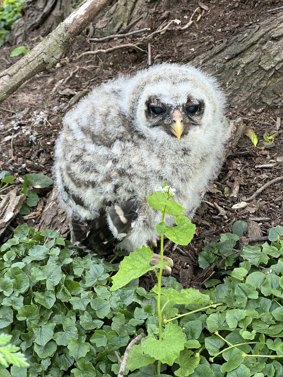 Barred Owl - Scott Brookens