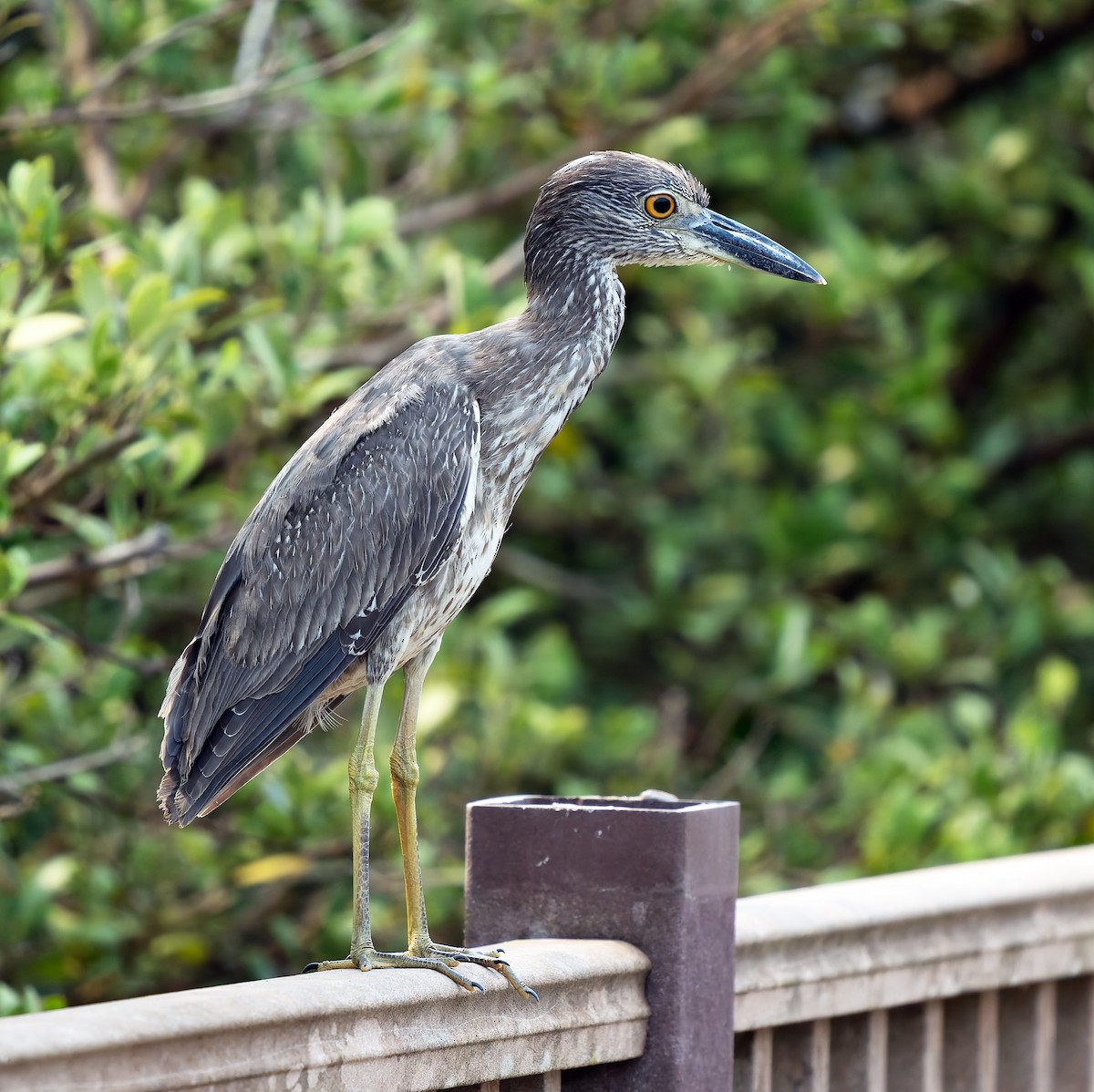 Yellow-crowned Night Heron - Scott Berglund