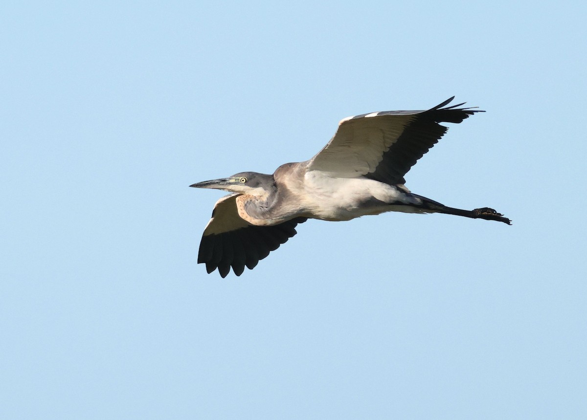 Black-headed Heron - Zoë Lunau