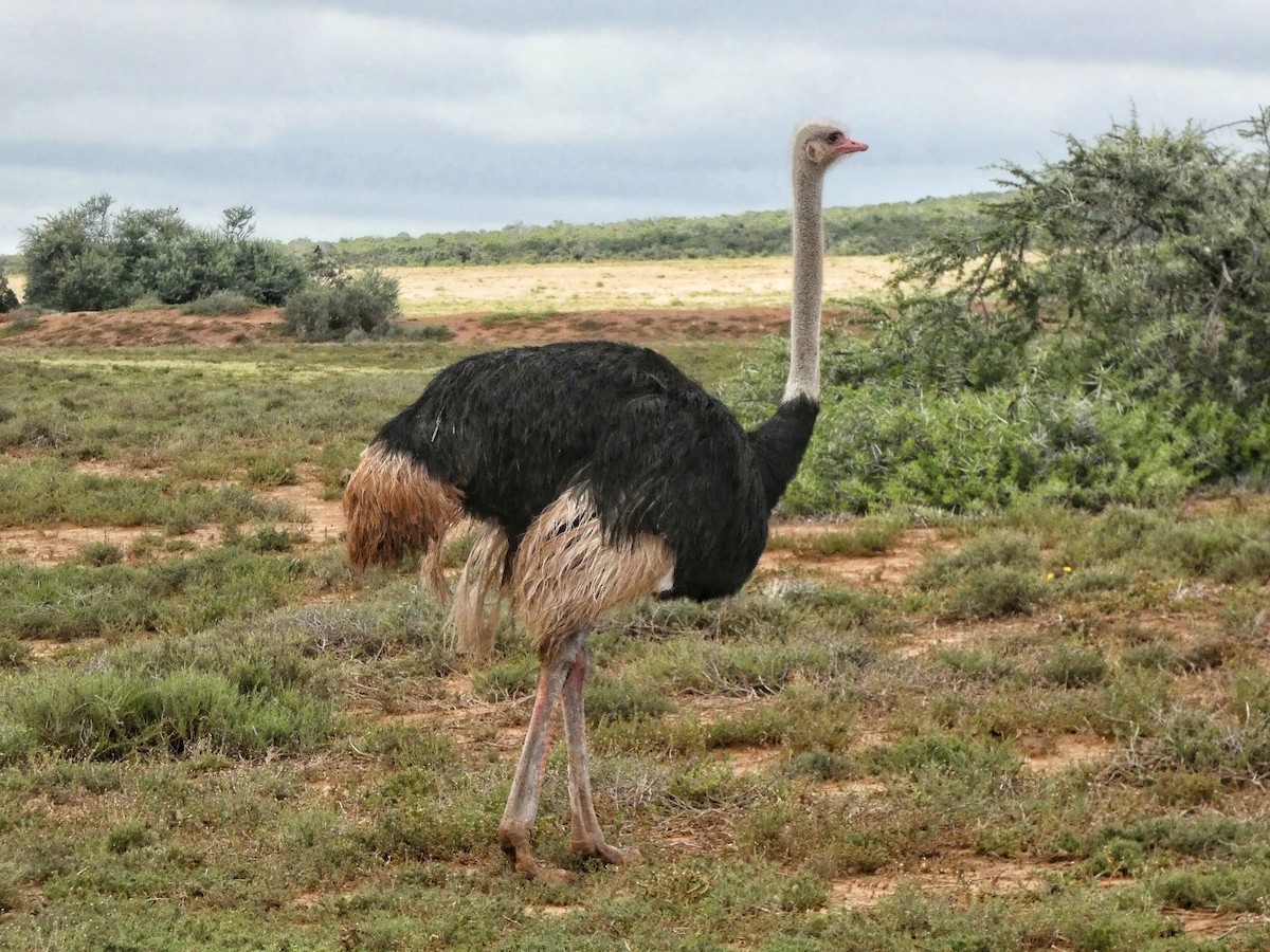 Common Ostrich - Hubert Söhner