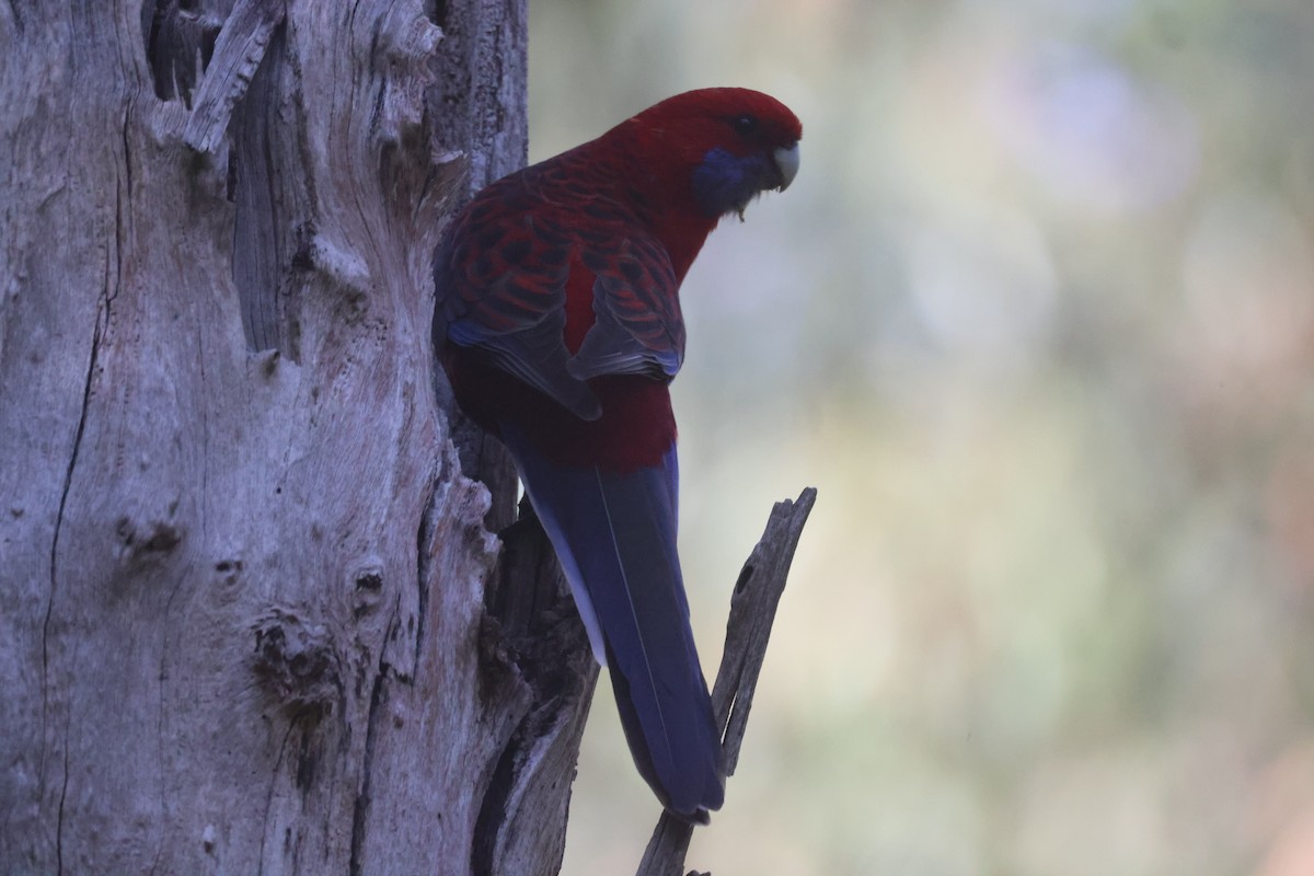 Crimson Rosella - GEOFFREY SHINKFIELD