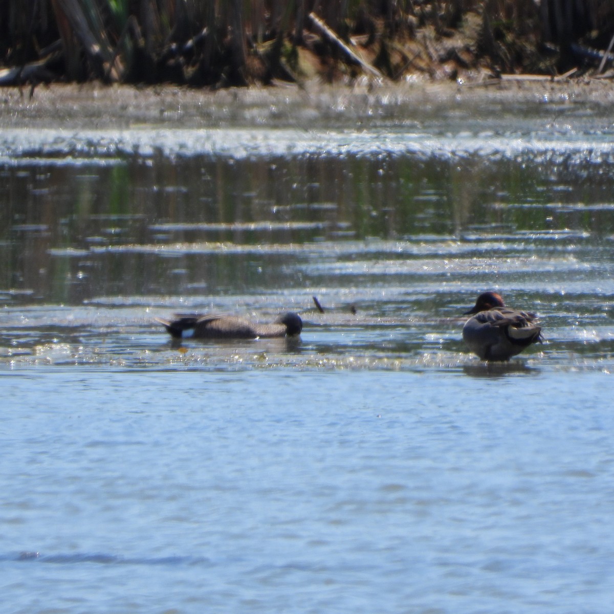 Green-winged Teal - ML619076260