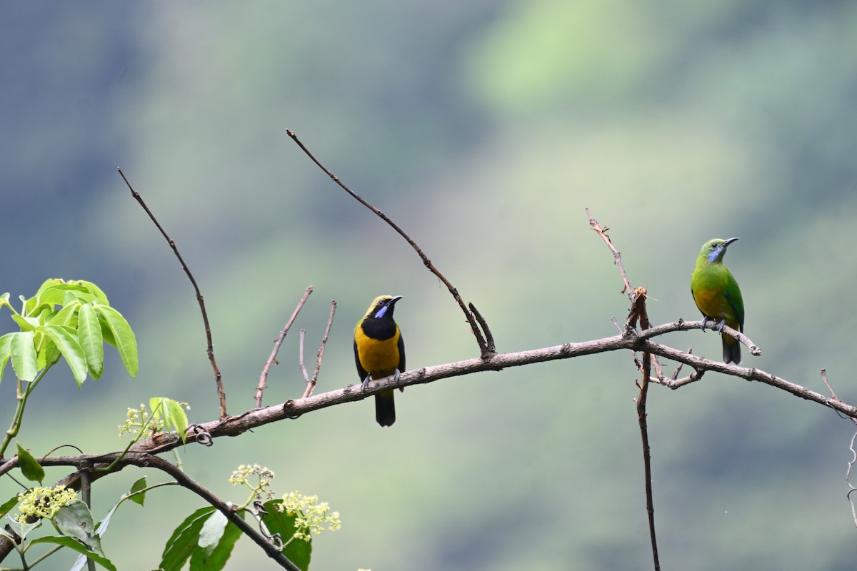 Orange-bellied Leafbird - Anshu Arora