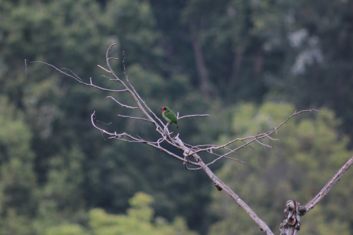 barbet malabarský - ML619076266