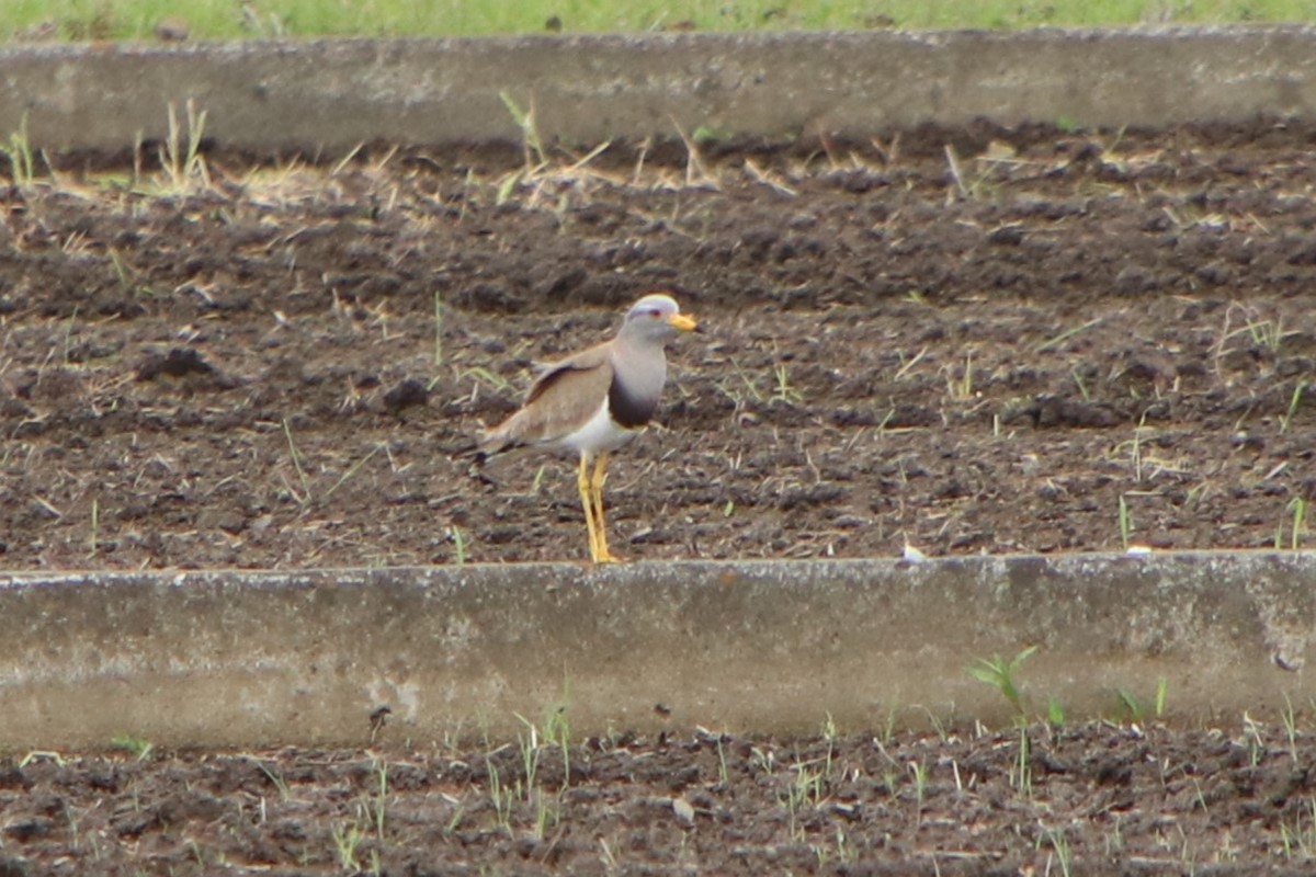 Gray-headed Lapwing - Johnny Robertson