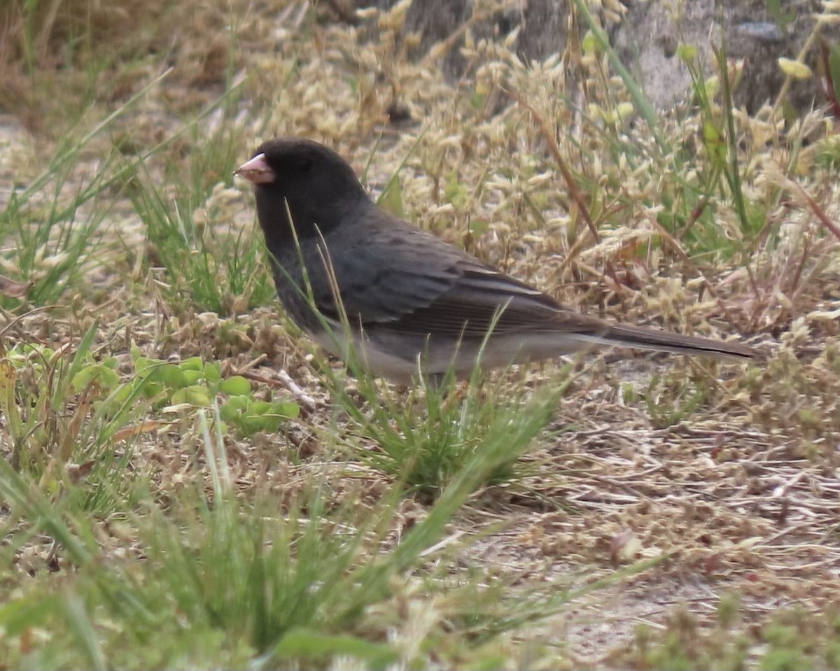 Dark-eyed Junco - ML619076280