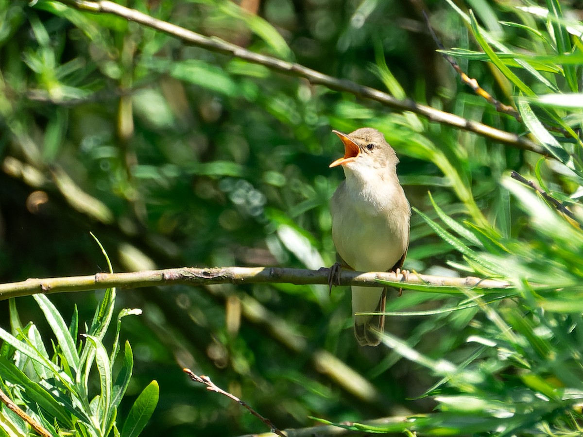 Marsh Warbler - Andrej Bremer