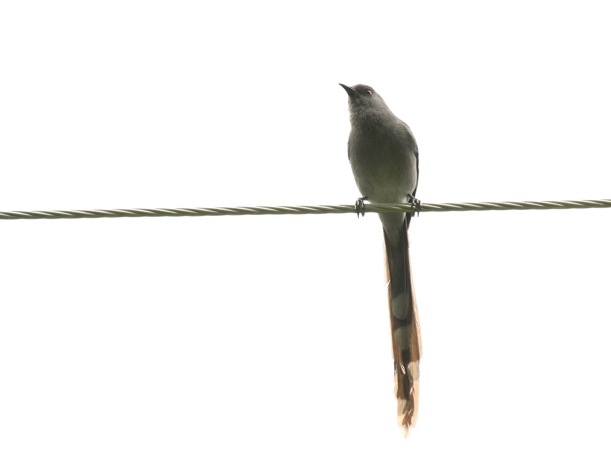 Long-tailed Sibia - Anshu Arora