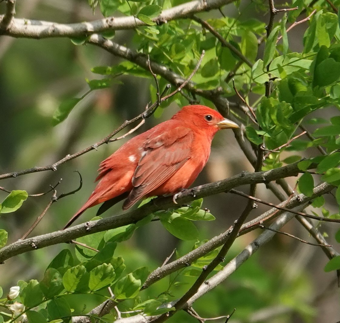 Summer Tanager - Mark Robbins