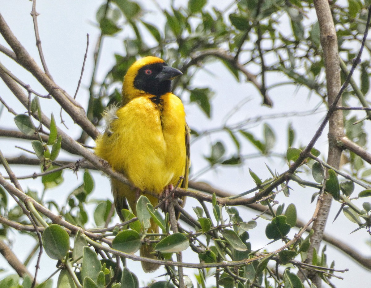 Southern Masked-Weaver - Hubert Söhner