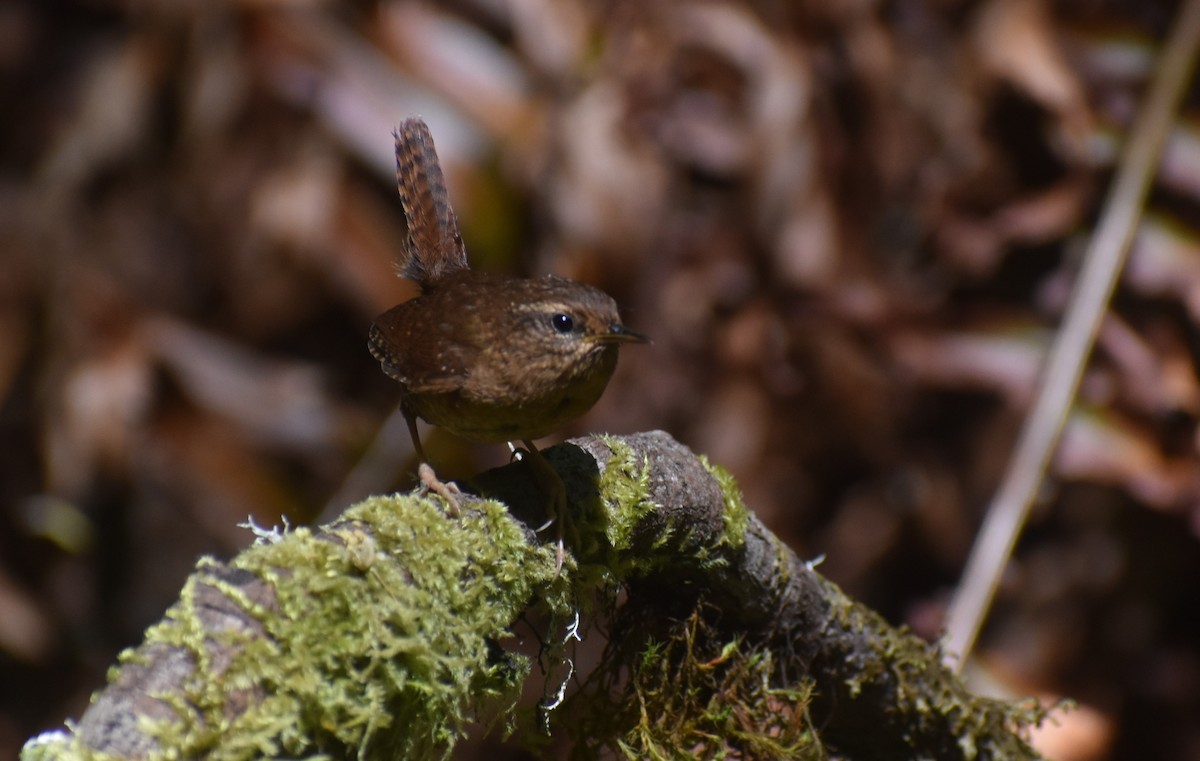 Pacific Wren - Tim Brennan