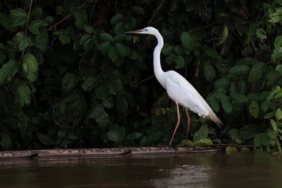 Great Egret - ML619076312