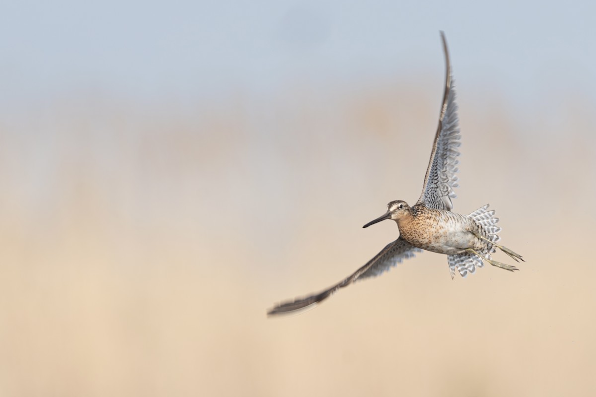 Short-billed Dowitcher - Jack Belleghem