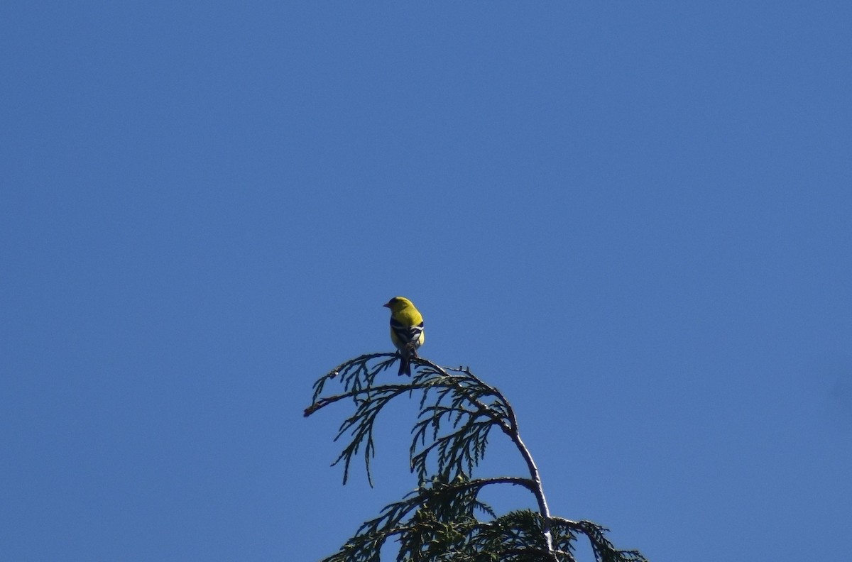 American Goldfinch - ML619076334