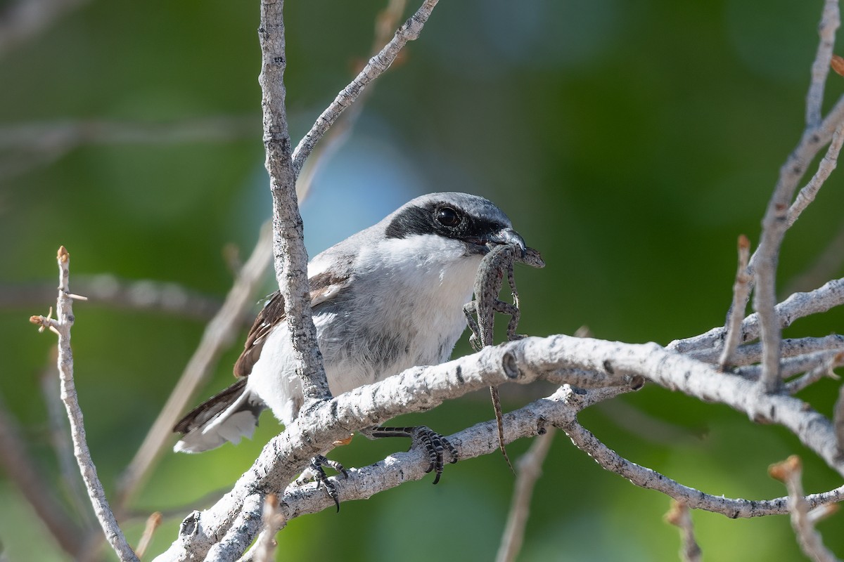 Loggerhead Shrike - Forrest English