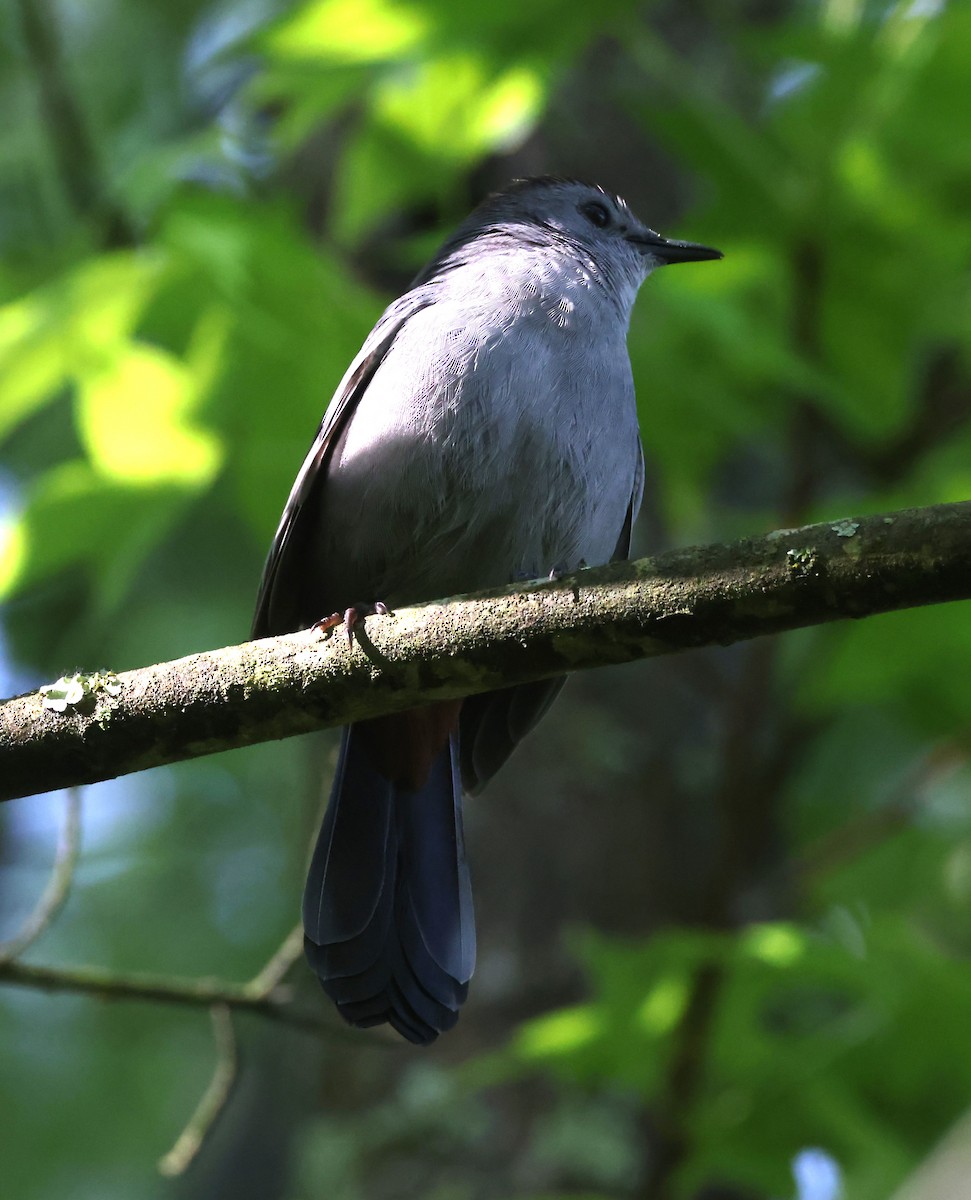 Gray Catbird - Jim Stasz