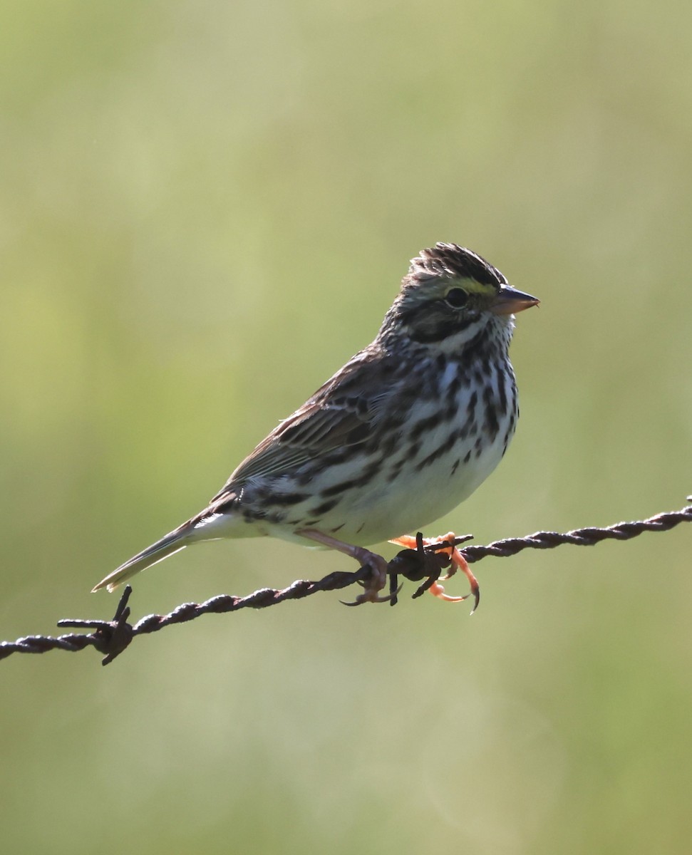 Savannah Sparrow (Savannah) - Jim Stasz