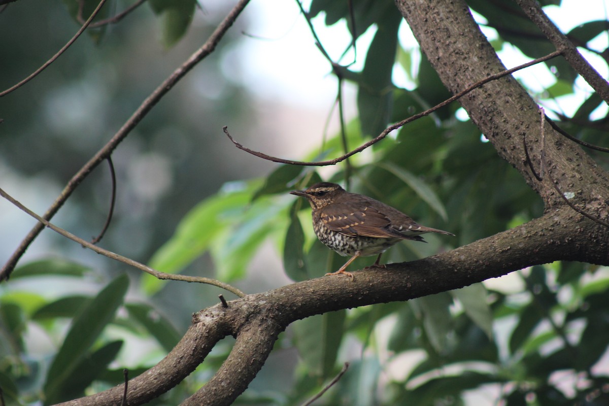 Pied Thrush - ML619076403