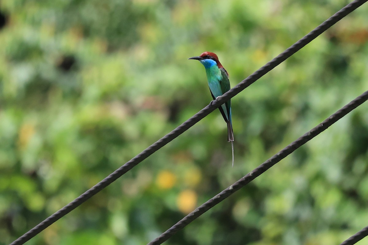 Blue-throated Bee-eater - Jian-Long(建龍) WU(吳)