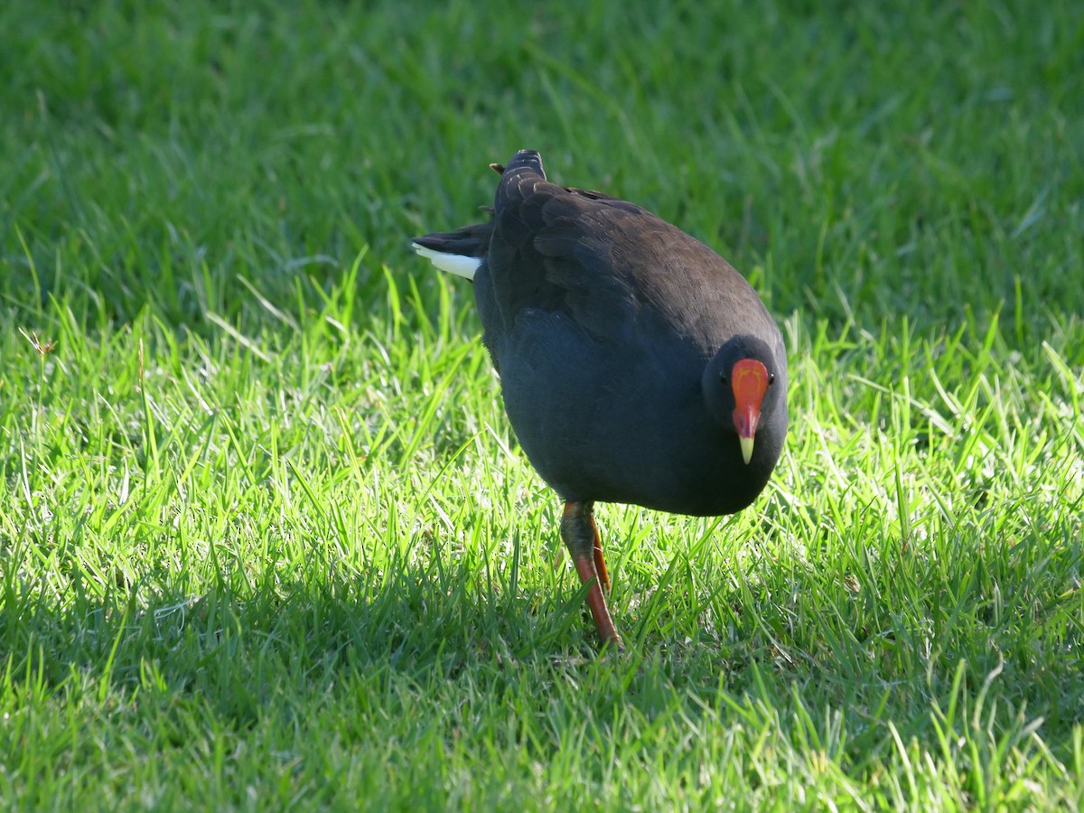 Dusky Moorhen - Frank Coman