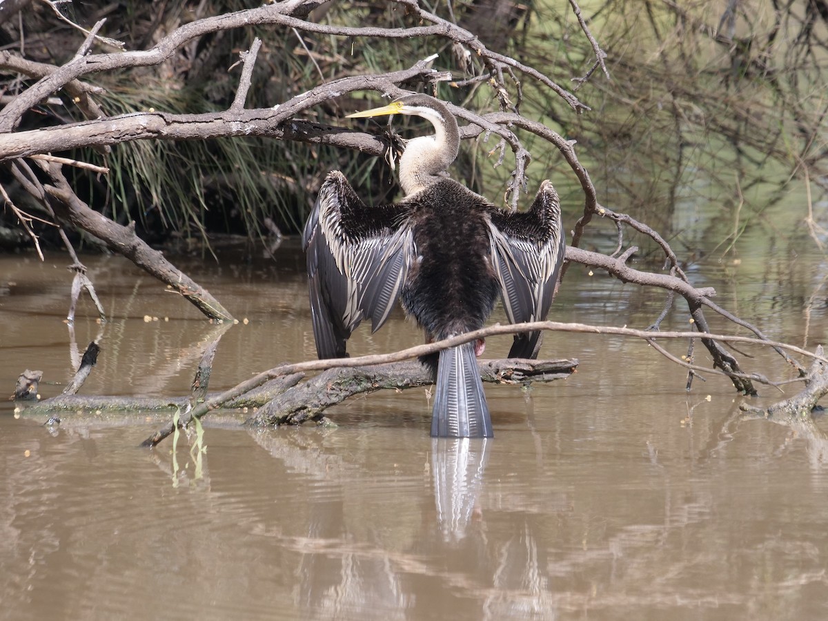 anhinga australská - ML619076423