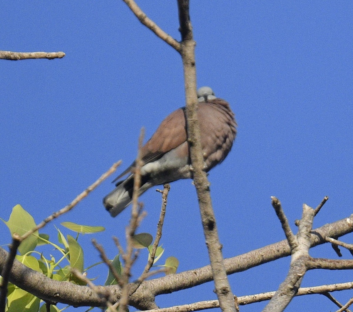 Red Collared-Dove - Chitra Shanker