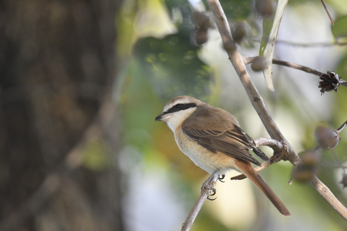 Brown Shrike - ML619076442