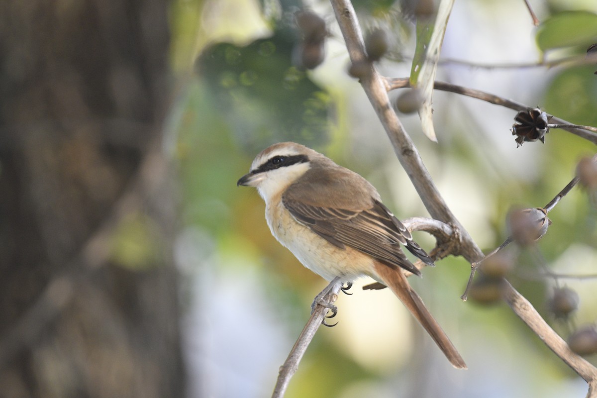 Brown Shrike - ML619076443