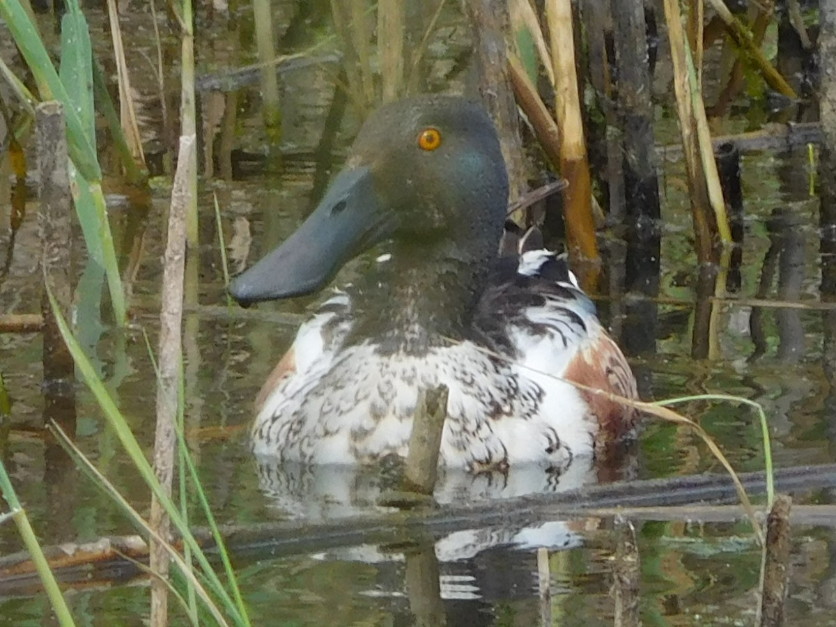 Northern Shoveler - ML619076455