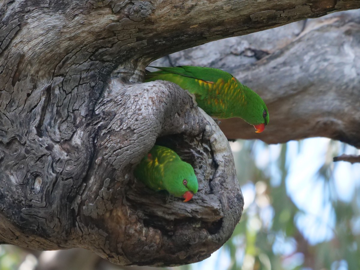 Scaly-breasted Lorikeet - Frank Coman