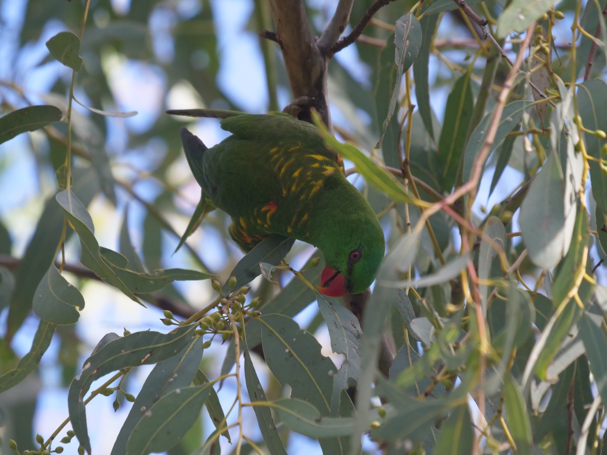 Scaly-breasted Lorikeet - Frank Coman