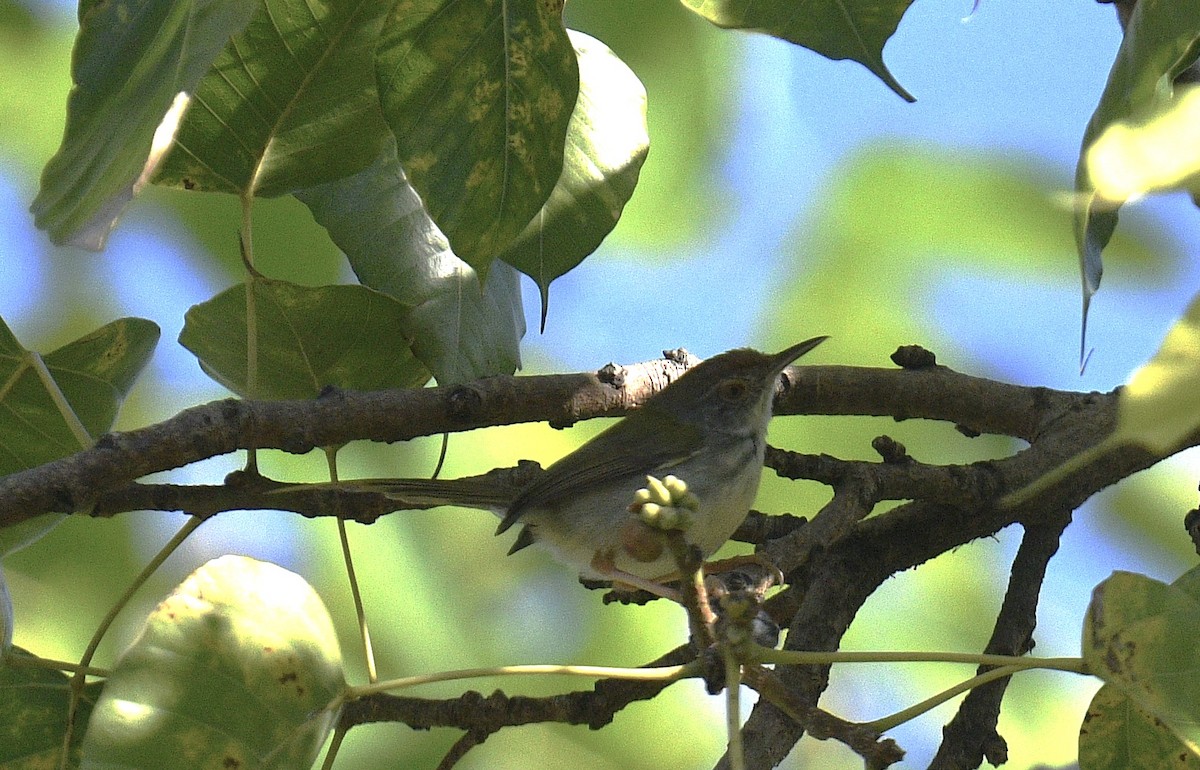 Rotstirn-Schneidervogel - ML619076467