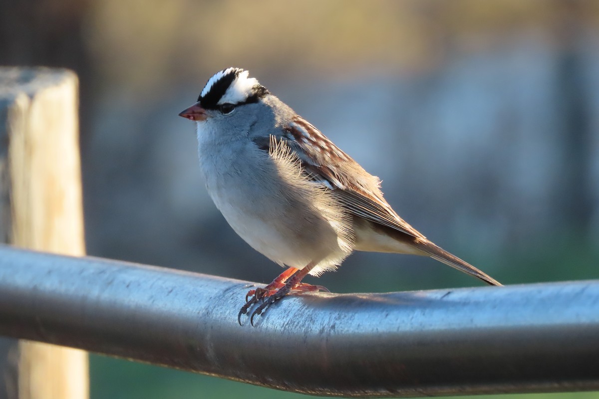 White-crowned Sparrow - Shane Dollman