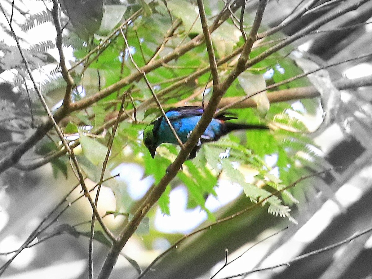 Paradise Tanager - Geoff Butcher