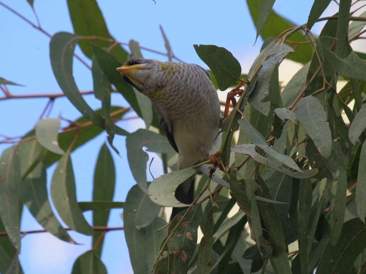 Yellow-throated Miner - Frank Coman