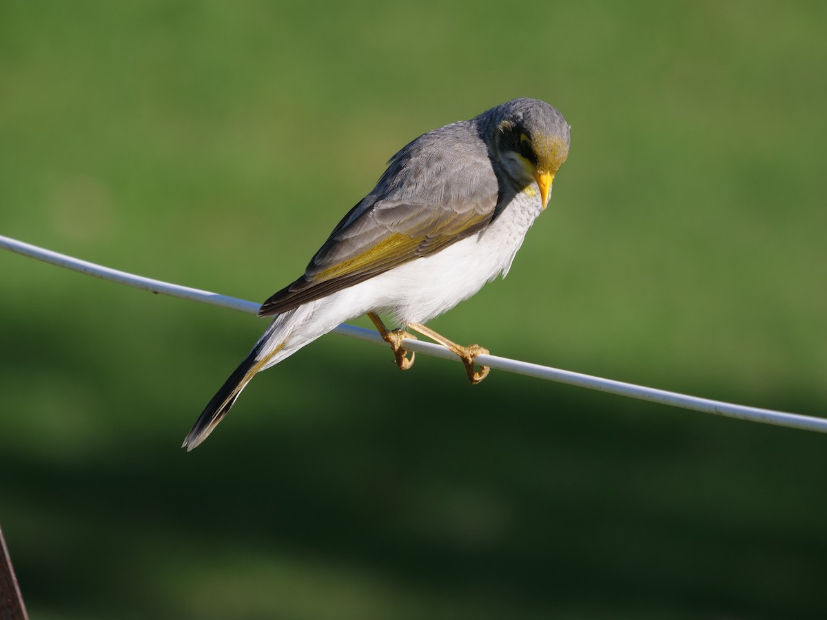 Yellow-throated Miner - Frank Coman