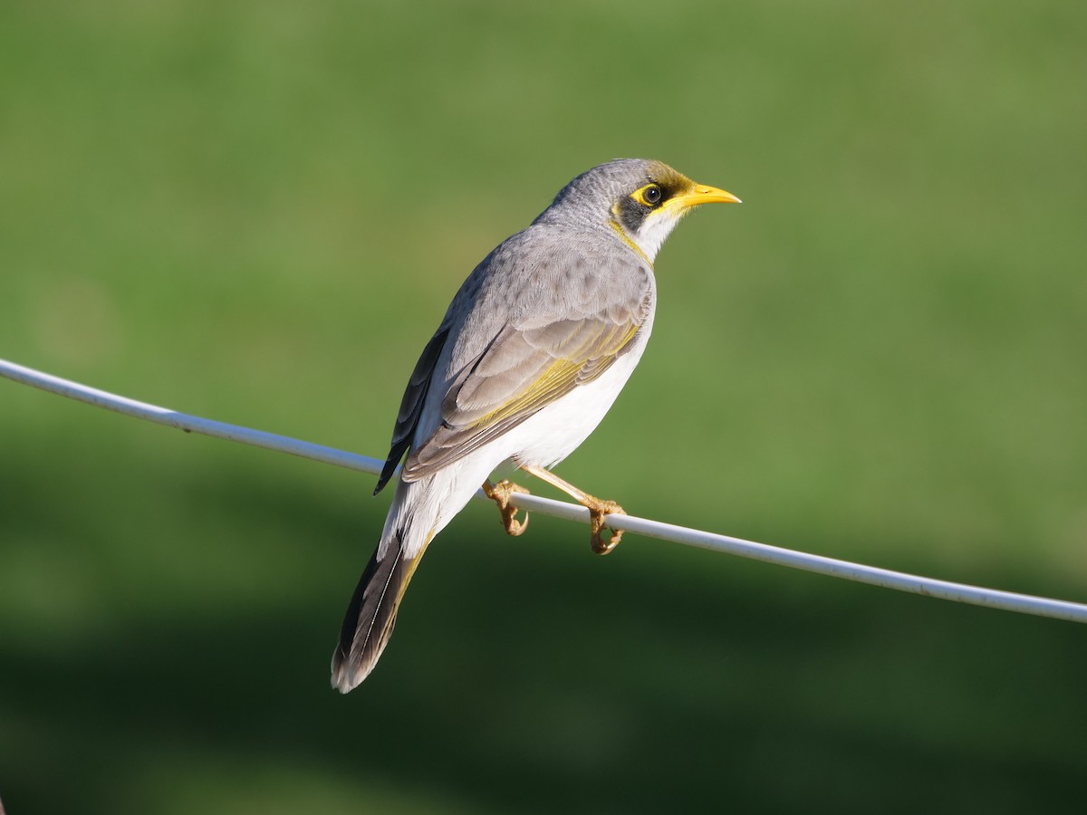 Yellow-throated Miner - Frank Coman