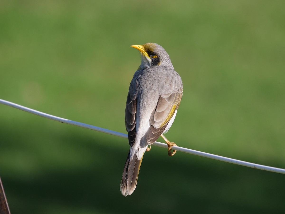 Yellow-throated Miner - Frank Coman