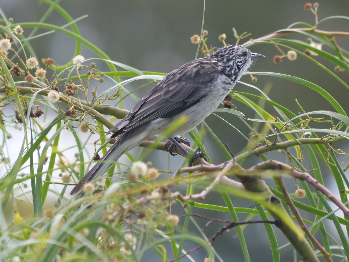 Striped Honeyeater - Frank Coman