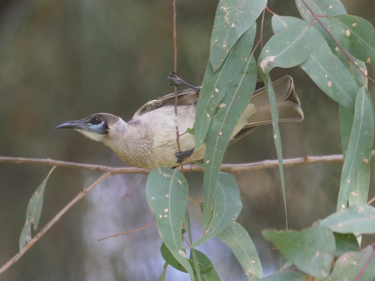 Little Friarbird - Frank Coman