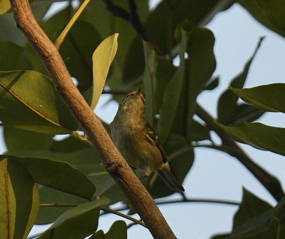 Yellow-browed Warbler - ML619076520